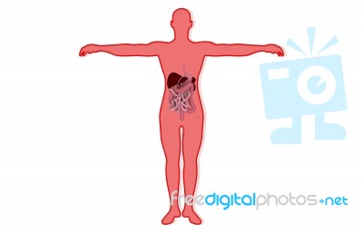 3d Male Anatomy Stock Image