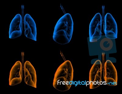 3d Medical Illustration Of The Lungs Stock Image