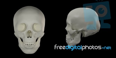 3d Render Of The Human Skull Stock Image