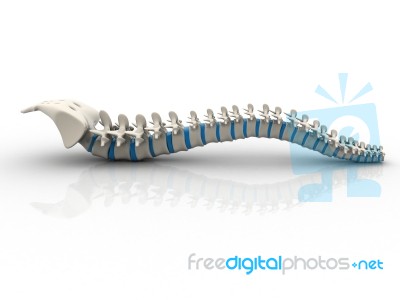 3d Rendered Human Spine Stock Image