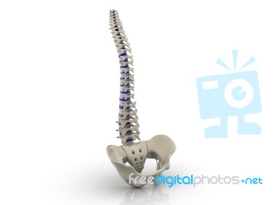 3d Rendered Human Spine Stock Image