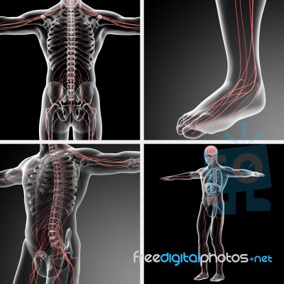 3d Rendering Illustration Of The Male Nervous System Stock Image