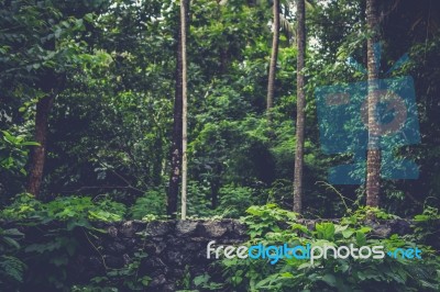 A Brick Wall Enclosing A Forest Stock Photo