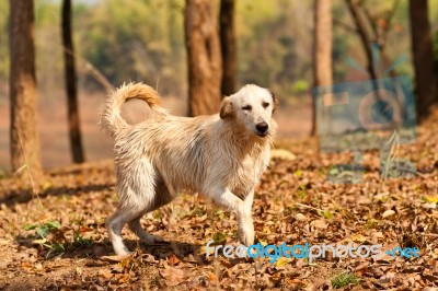 A Dog Explores The Forest In The Fall Stock Photo