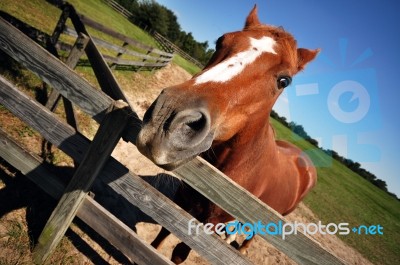 A Domesticated Horse Stock Photo