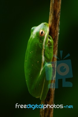 A Green Tree Frog Stock Photo