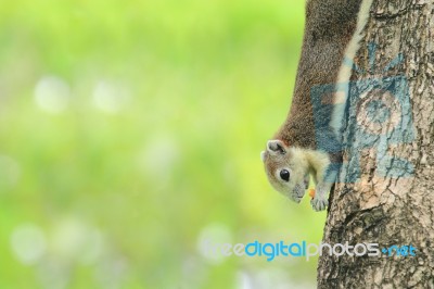 A Grey Squirrel Eating Snack On A Tree Stock Photo