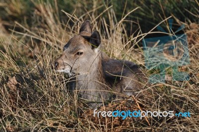 A Lazy Deer Stock Photo