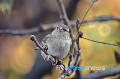 A Lonely Sparrow Stock Photo