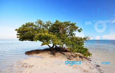 A Mangrove Tree Stock Photo