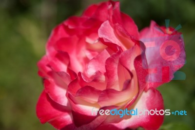 A Pink Rose Stock Photo