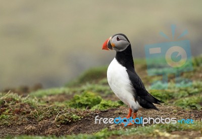 A Puffin Stock Photo