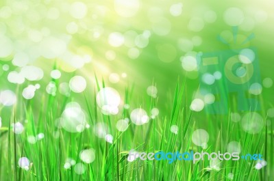 Abstract Beautiful Fresh Grass Stock Photo