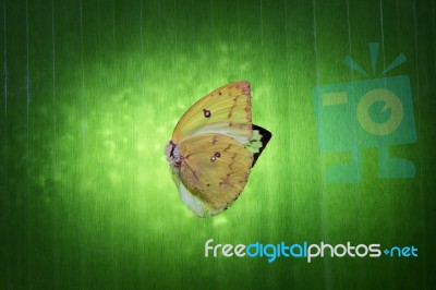 Abstract Of Butterfly Wing On Green Leaf Stock Photo