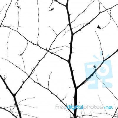 Abstract Tree Branches Isolated Stock Photo