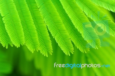 Acacia Leaves Stock Photo