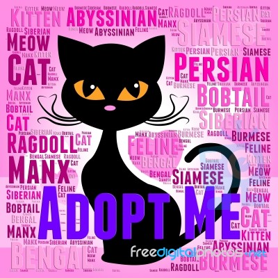 Adopt Cat Indicates Kitty Felines And Cats Stock Image
