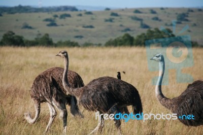 African Ostrich Stock Photo
