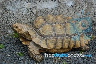 African Spurred Tortoise Stock Photo