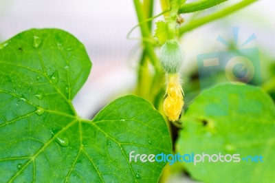 After Flowering Is Developing A Small Stock Photo
