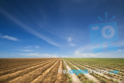 Agriculture Field Stock Photo
