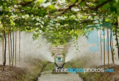 Agriculturist Watering Grapes In Garden Stock Photo