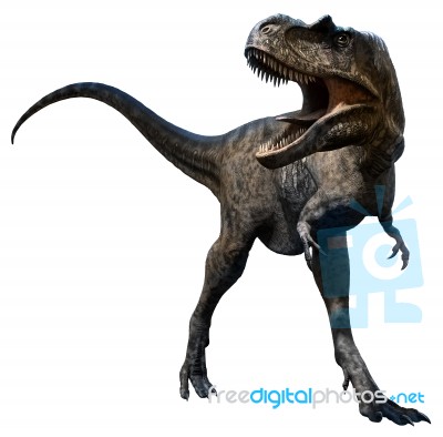 Albertosaurus Stock Image