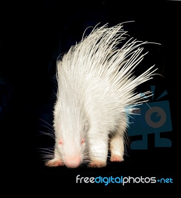 Albino Porcupine Isolated Stock Photo