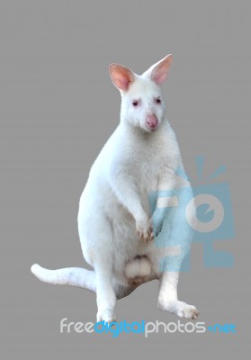 Albino Wallaby Isolated Stock Photo