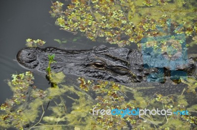Alligator In Water Stock Photo