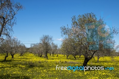 Almond Orchard In A Field Of Yellow Flowers Stock Photo
