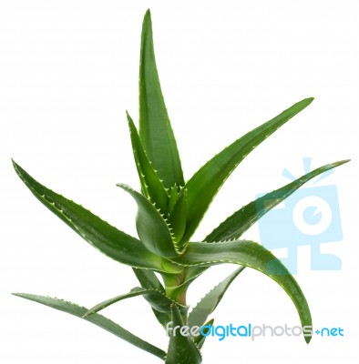 Aloe Vera Isolated On White Stock Photo