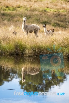 Alpacas In A Field Stock Photo