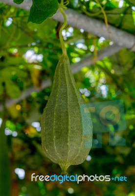 Angled Gourd Hanging On Vine Stock Photo