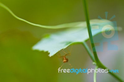 Ant  Stock Photo