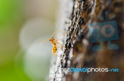 Ant crawling on trunk Stock Photo