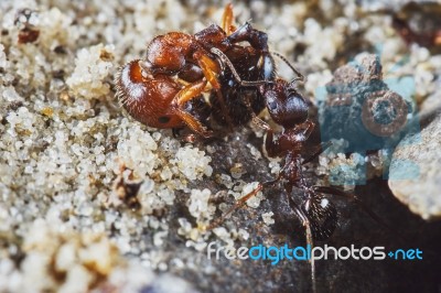 Ant Removes The Dead Ant Stock Photo