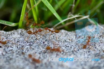 Ants Stock Photo