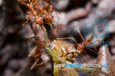 Ants And Victim Grasshopper Stock Photo