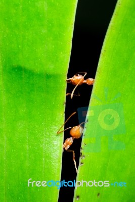 Ants At Work Stock Photo