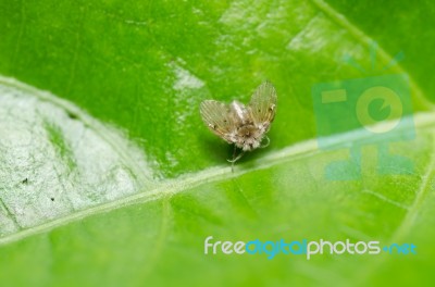 Aphid Insect In Green Nature Stock Photo