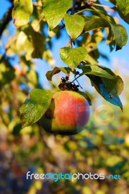 Apple Stock Photo