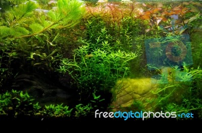 Aquarium With Fish Stock Photo