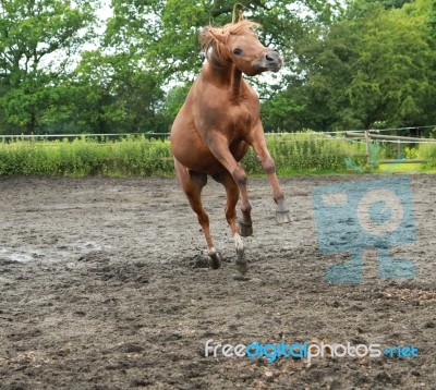 Arab Stallion Playing Stock Photo