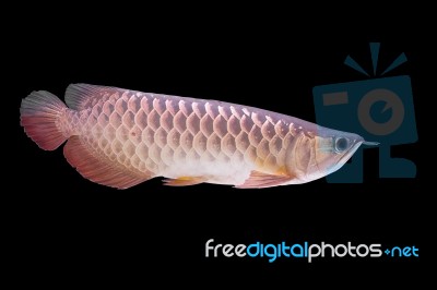 Arowana Fish ,dragonfish Stock Photo