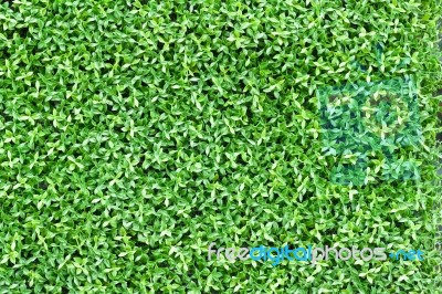 Artificial Tiny Green Leaves Texture Stock Photo