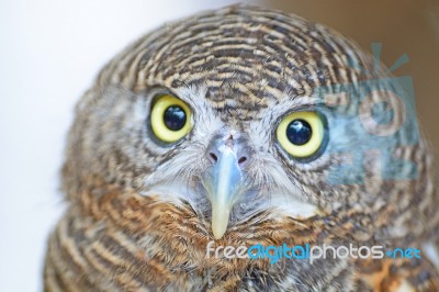 Asian Barred Owlet Stock Photo