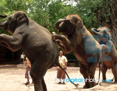 Asian Elephant Or Elephas Maximus Show Stock Photo