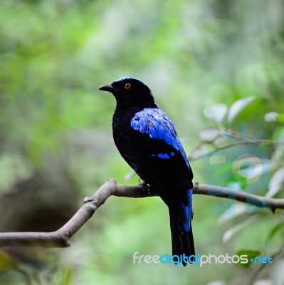 Asian Fairy Bluebird Stock Photo