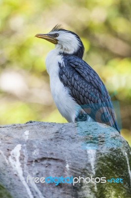 Australian Bird Stock Photo